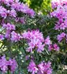 Rhododendron ponticum 'Graziella' - Rhododendron ponticum 'Graziella' III