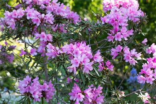 Rhododendron ponticum 'Graziella' - Rhododendron ponticum 'Graziella' III