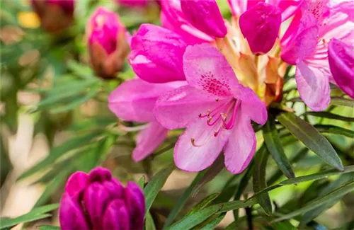 Rhododendron ponticum 'Graziella' - Rhododendron ponticum 'Graziella' III