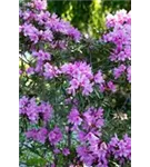 Rhododendron ponticum 'Graziella' - Rhododendron ponticum 'Graziella' III