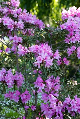 Rhododendron ponticum 'Graziella' - Rhododendron ponticum 'Graziella' III