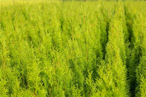 Lebensbaum 'Brabant' - Thuja occidentalis 'Brabant' - Heckenelemente