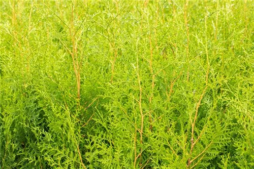 Lebensbaum 'Brabant' - Thuja occidentalis 'Brabant' - Heckenelemente