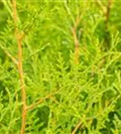 Lebensbaum 'Brabant' - Thuja occidentalis 'Brabant' - Heckenelemente