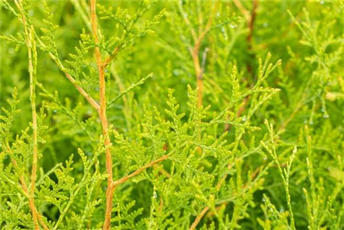 Lebensbaum 'Brabant' - Thuja occidentalis 'Brabant' - Heckenelemente