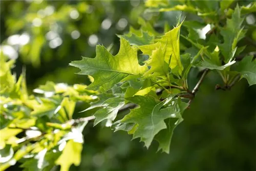 Amerik.Roteiche - Quercus rubra