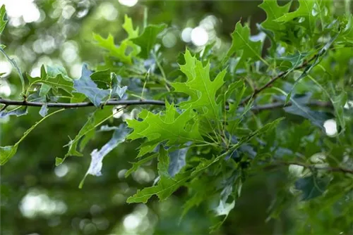 Amerik.Roteiche - Quercus rubra