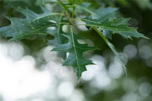 Amerik.Roteiche - Quercus rubra