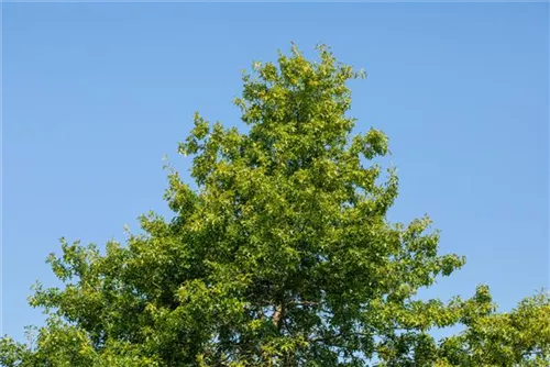 Amerik.Roteiche - Quercus rubra