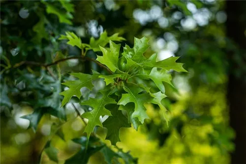 Amerik.Roteiche - Quercus rubra