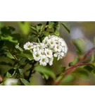 Prachtspiere - Spiraea vanhouttei - Ziergehölze