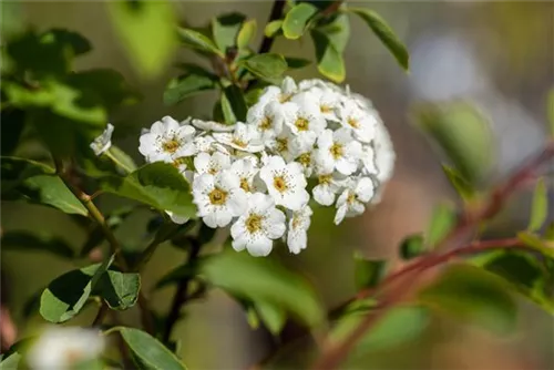 Prachtspiere - Spiraea vanhouttei - Ziergehölze