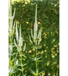 Langblättriger Garten-Ehrenpreis - Veronica longifolia 'Schneeriesin'