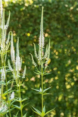 Langblättriger Garten-Ehrenpreis - Veronica longifolia 'Schneeriesin'