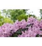 Rhododendron-Hybride 'Paola' - Rhododendron Hybr.'Paola'