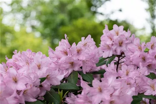 Rhododendron-Hybride 'Paola' - Rhododendron Hybr.'Paola'