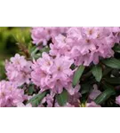 Rhododendron-Hybride 'Paola' - Rhododendron Hybr.'Paola'