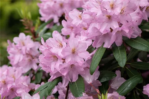 Rhododendron-Hybride 'Paola' - Rhododendron Hybr.'Paola'