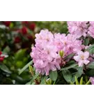 Rhododendron-Hybride 'Paola' - Rhododendron Hybr.'Paola'