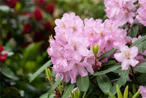 Rhododendron-Hybride 'Paola' - Rhododendron Hybr.'Paola'