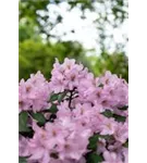 Rhododendron-Hybride 'Paola' - Rhododendron Hybr.'Paola'