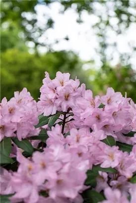 Rhododendron-Hybride 'Paola' - Rhododendron Hybr.'Paola'