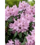 Rhododendron-Hybride 'Paola' - Rhododendron Hybr.'Paola'