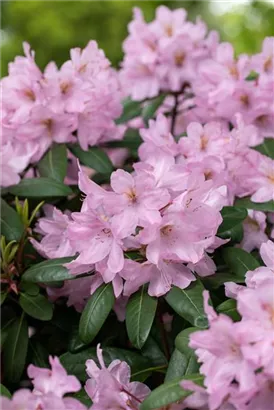 Rhododendron-Hybride 'Paola' - Rhododendron Hybr.'Paola'