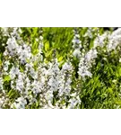 Niederliegender Garten-Ehrenpreis - Veronica prostrata 'Alba'