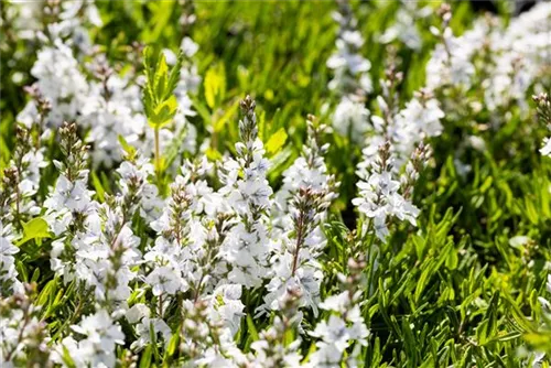 Niederliegender Garten-Ehrenpreis - Veronica prostrata 'Alba'