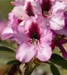 Rhododendron-Hybride 'Pfauenauge' -R- - Rhododendron Hybr.'Pfauenauge' -R- III