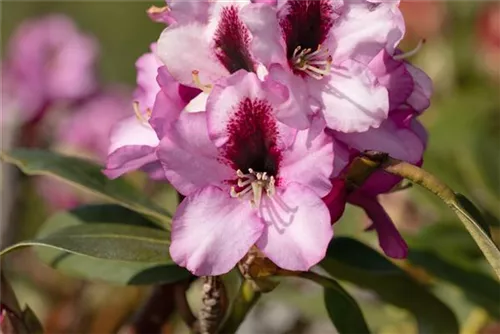 Rhododendron-Hybride 'Pfauenauge' -R- - Rhododendron Hybr.'Pfauenauge' -R- III