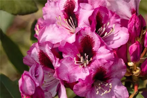 Rhododendron-Hybride 'Pfauenauge' -R- - Rhododendron Hybr.'Pfauenauge' -R- III