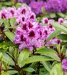 Rhododendron-Hybride 'Pfauenauge' -R- - Rhododendron Hybr.'Pfauenauge' -R- III