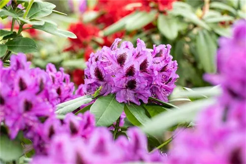 Rhododendron-Hybride 'Pfauenauge' -R- - Rhododendron Hybr.'Pfauenauge' -R- III