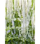 Scheinähriger Garten-Ehrenpreis - Veronica spicata 'Alba'