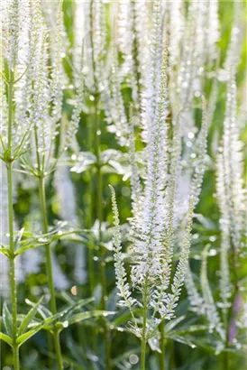 Scheinähriger Garten-Ehrenpreis - Veronica spicata 'Alba'