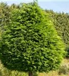 Lebensbaum 'Golden Globe' - Thuja occidentalis 'Golden Globe'