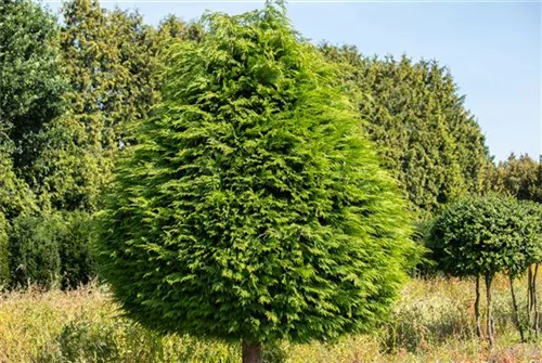 Lebensbaum 'Golden Globe' - Thuja occidentalis 'Golden Globe'