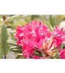 Rhododendron 'Weinlese' - Rhododendron smirnowii 'Weinlese'