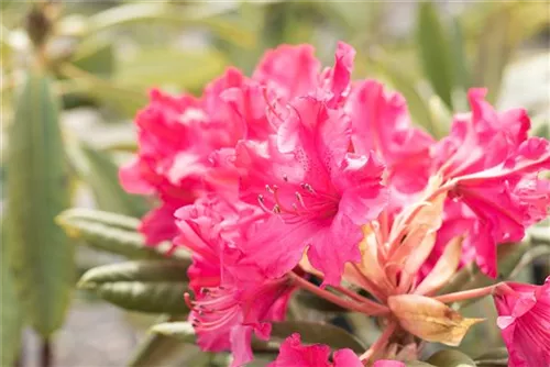 Rhododendron 'Weinlese' - Rhododendron smirnowii 'Weinlese'