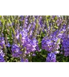 Großer Garten-Ehrenpreis - Veronica spicata 'Shirley Blue'