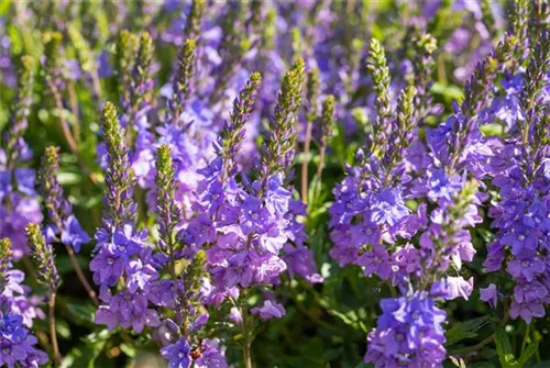 Großer Garten-Ehrenpreis - Veronica spicata 'Shirley Blue'