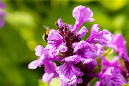 Großblütiger Garten-Ziest - Stachys grandiflora 'Superba'