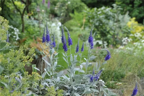 Silberblatt-Ehrenpreis - Veronica spicata ssp.inc.'Silbersee', gen.