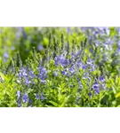 Großer Garten-Ehrenpreis - Veronica teucrium 'Knallblau'