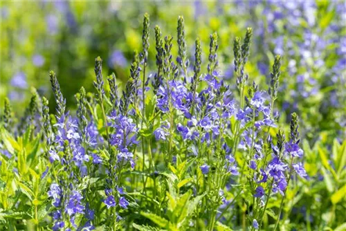 Großer Garten-Ehrenpreis - Veronica teucrium 'Knallblau'