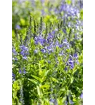 Großer Garten-Ehrenpreis - Veronica teucrium 'Royal Blue'