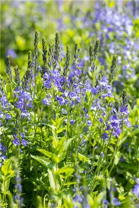 Großer Garten-Ehrenpreis - Veronica teucrium 'Royal Blue'