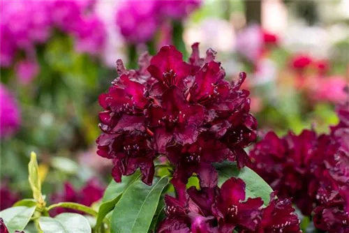 Rhododendron 'Black Widow' - Rhododendron 'Black Widow'